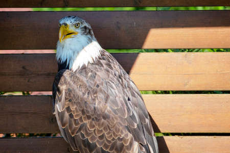 Portrait of a Bald eagle, sometimes called the American eagle, the national bird and national animal...