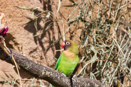 a black masked lovebird sitting on a branch, Agapornis personatus, is a monotypic species of bird of the lovebird genus in the parrot family Psittaculidaeの写真素材