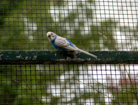 View of a blue and white budgie on a bird cage lattice, latin Melopsittacus undulatusの写真素材