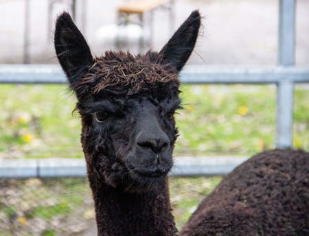Side view of a head of an alpaca with black fur, Vicugna pacosの写真素材