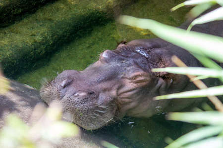 A hippopotamus underwater, also called the hippo, common hippopotamus or river hippopotamus