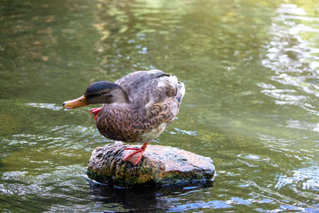 a yellow-billed duck is standing on a stone in a pondの写真素材