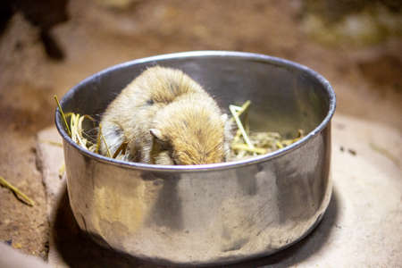 Picture of a fat sand rat while eating in its free bowl, Psammomys obesusの写真素材