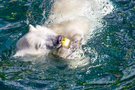 View of a young polar bear eating an apple, scientific name Ursus maritimusの写真素材