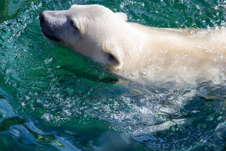 Side view of a young polar bear swimming, scientific name Ursus maritimusの写真素材