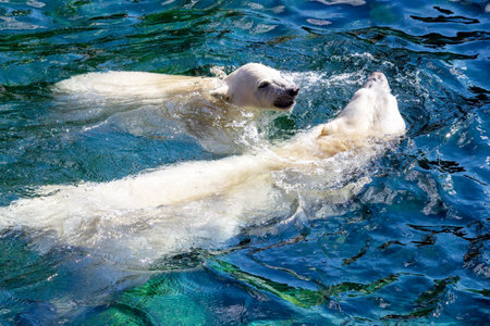 View of two polar bears, cub with its mother, while swimming, Ursus maritimusの写真素材