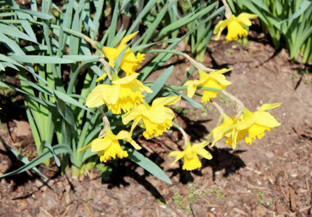 View of many Narcissus pseudonarcissus, commonly known as wild daffodil or Lent lily, is a perennial flowering plantの写真素材