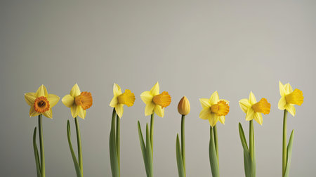 Yellow daffodils in row on grey background. Copy space.の素材
