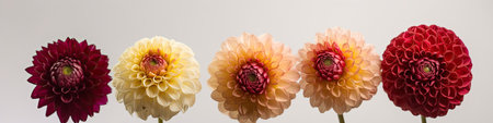 colorful dahlia flowers on white background, close-up narrow banner without peopleの素材