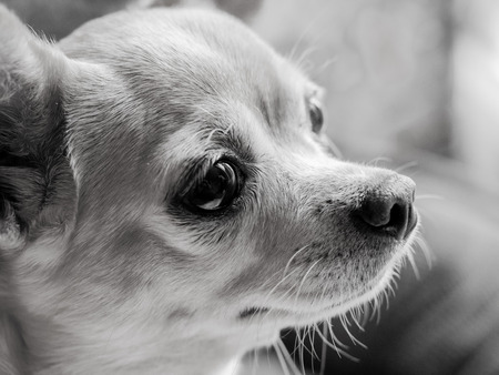 Chihuahua dogの写真素材