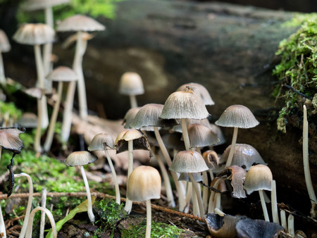 Group of inky cab