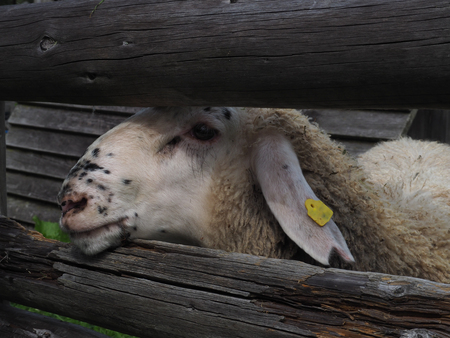 Sheep behind fenceの写真素材