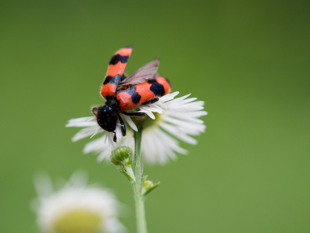 Bug on a yearly daisyの写真素材