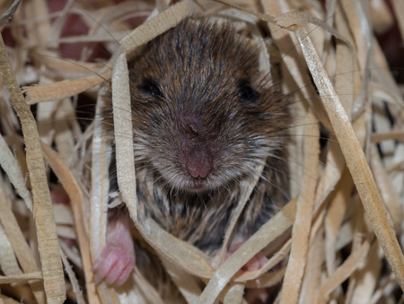 Mouse in wood wool