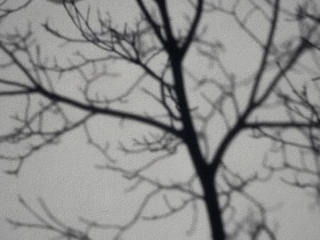 Shadow of a tree on a wallの写真素材