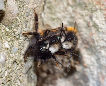 Mating time of the mason bee in spring