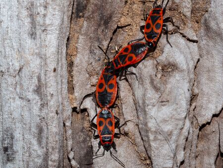 Four fire bugs in a line