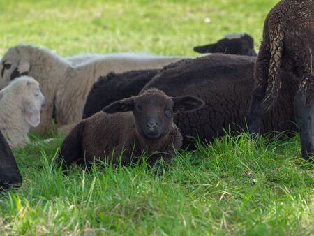 Black lamb and white sheeps on pastureの写真素材