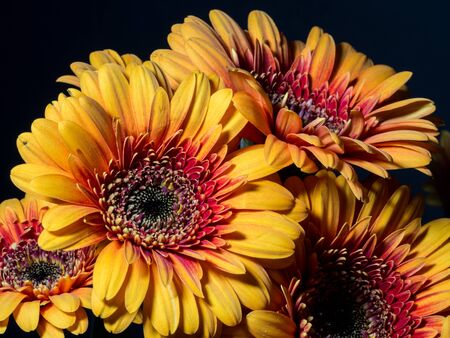Flower gerbera daisy and black backgroundの写真素材