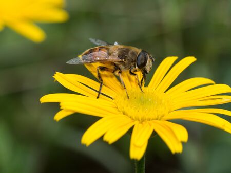 Hover fly on a yellow flower