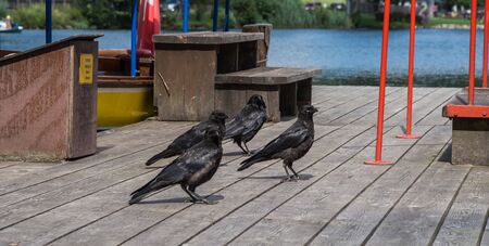 Group of ravens on a jettyの写真素材