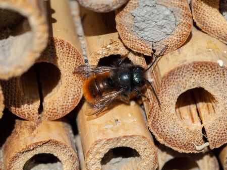 Mason bees at an insect hotel in spring