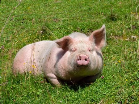 Lying pig on a mountain pastureの写真素材