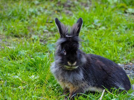 Black bunny in a meadowの写真素材