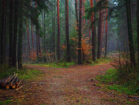 Forest path in a colored autumn forest