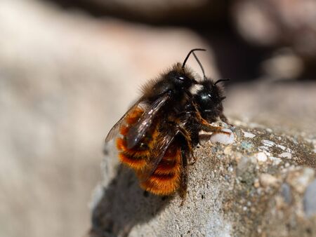 Mating time of the mason bee in spring