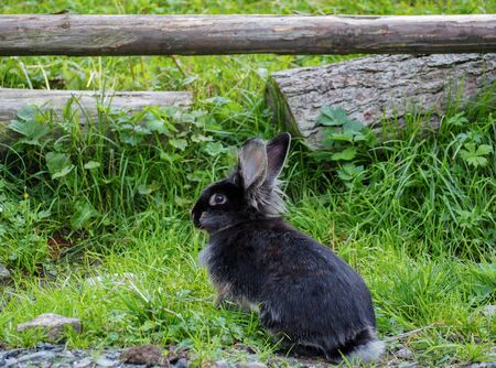 Black bunny in a meadowの写真素材