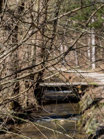 Bridge over creek next to a hiking trailの写真素材