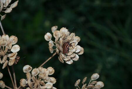 Black striped shield bug on plant