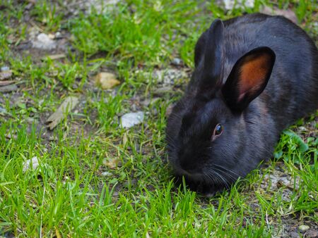 Black bunny in a meadowの写真素材