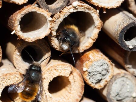 Mason bees at an insect hotel