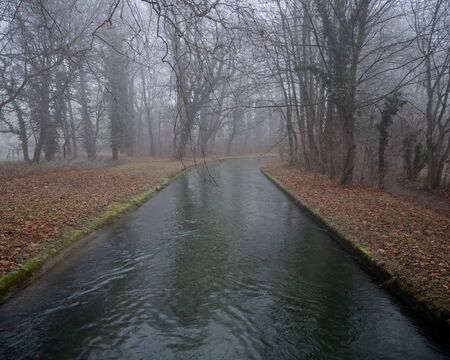 Small river in a forest on a foggy dayの写真素材
