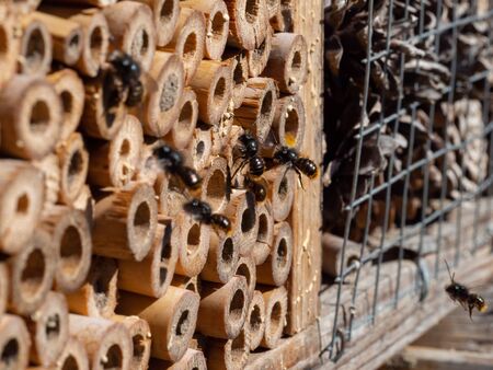 Mason bees at an insect hotel in spring