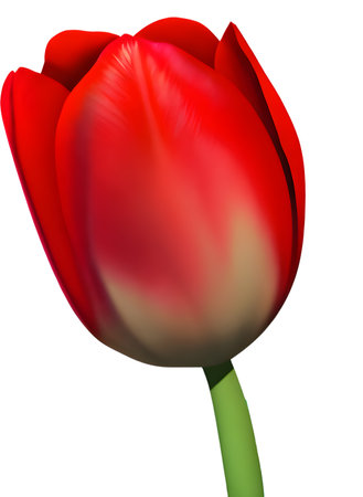 Red tulip isolated on white background. Realistic vector illustration.の素材