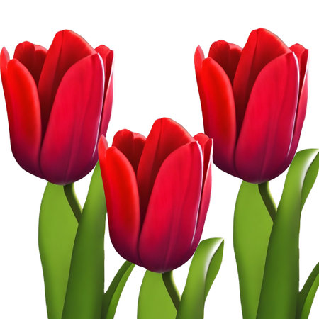 Red tulips isolated on white background. EPS 10 vector file includedの素材