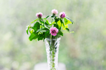 Bouquet of clover in a vase on bokeh background with a pattern of sunlight. Postcard concept.の写真素材