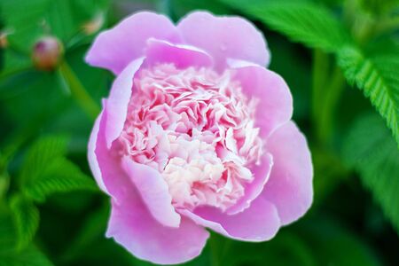 Pink peony flower on green backgroundの写真素材
