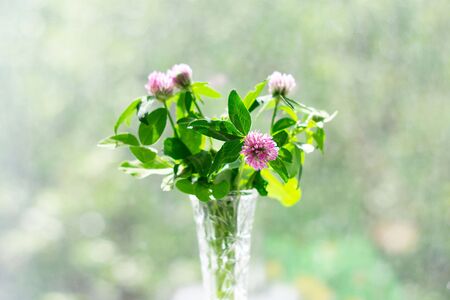 Bouquet of clover in a vase on bokeh background with a pattern of sunlight. St.Patrick 's Day.の写真素材