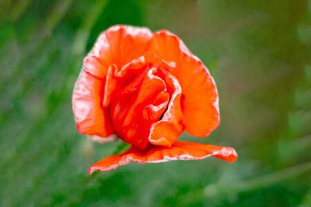 Red poppy flower on a green backgroundの写真素材
