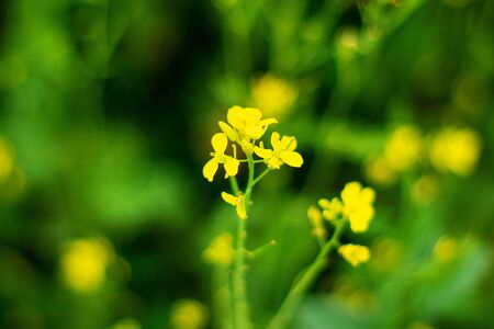 A field of yellow flowers in spring. Beautiful meadow background.の写真素材