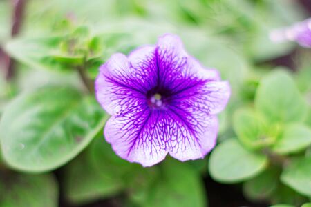 Blooming purple petunia flower on a green background.