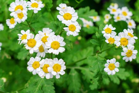 Blooming daisies in the green garden. Gardening concept.の写真素材