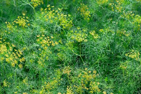 Closeup of fresh dill garden umbrellas. Background with dill umbrellas. ripening dill seeds.の写真素材