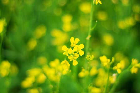 A field of yellow flowers in spring. Beautiful meadow backgroundの写真素材
