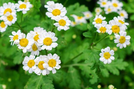 Blooming daisies in the green garden. Gardening conceptの写真素材