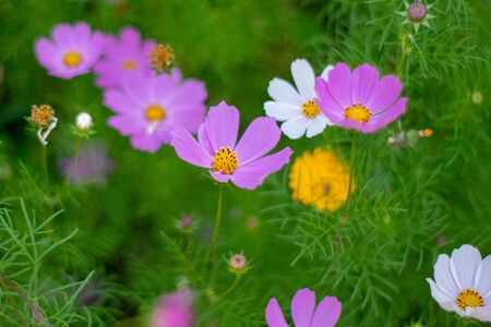 Bright lilac flowers in a sunny garden.の写真素材
